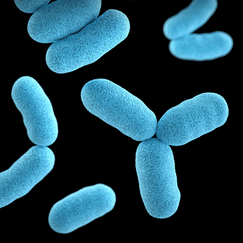 bacteria preventing the spread of diseases
