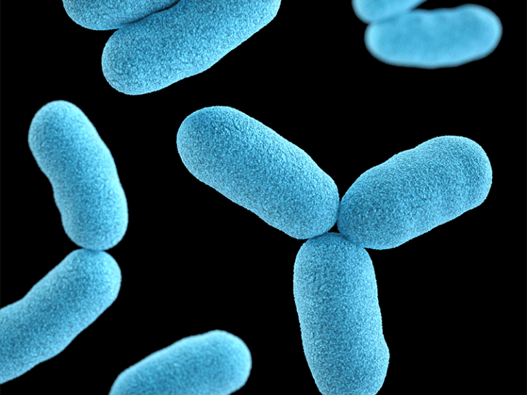 bacteria preventing the spread of diseases